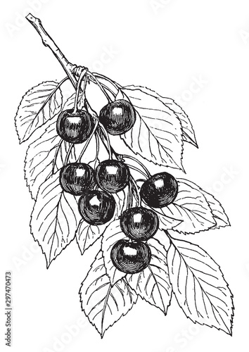 Montmorency Cherry vintage illustration.