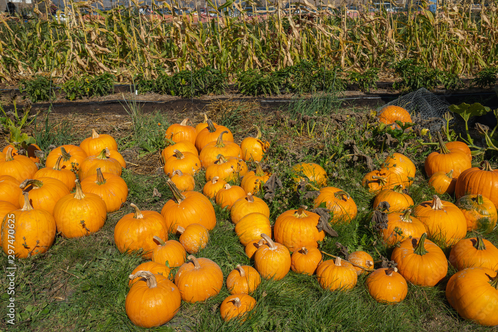 Pumpkins. Pumpkin patch season, harvest, Halloween, agriculture