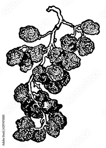 Raisins vintage illustration.