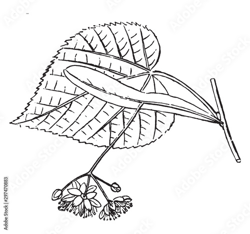Flower, American, Linden, leaf, heart, small, layer vintage illustration.