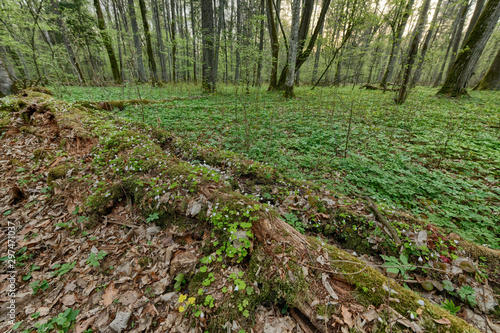 Beautiful view of tjhe original Bialowieza Forest  Poland