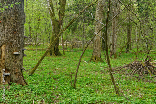 Beautiful view of tjhe original Bialowieza Forest, Poland photo