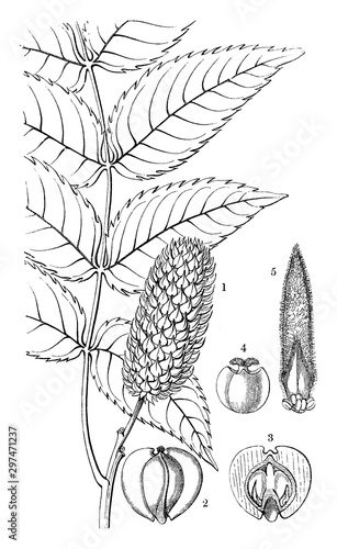 Platycarya vintage illustration.