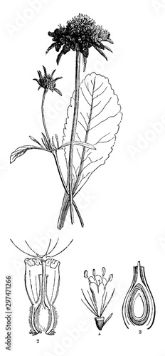 Sweet Scabious vintage illustration.