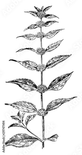 Wild Mint vintage illustration.