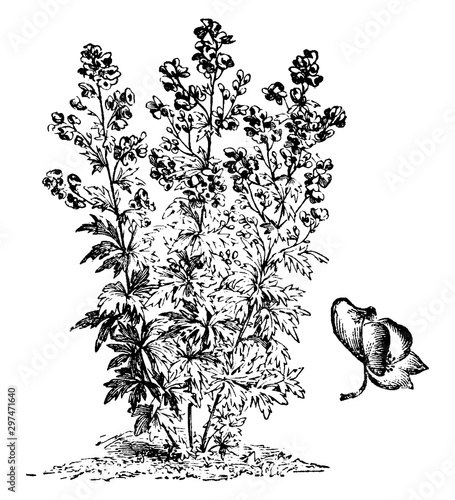 Aconitum Variegatum Habit and Flower vintage illustration.