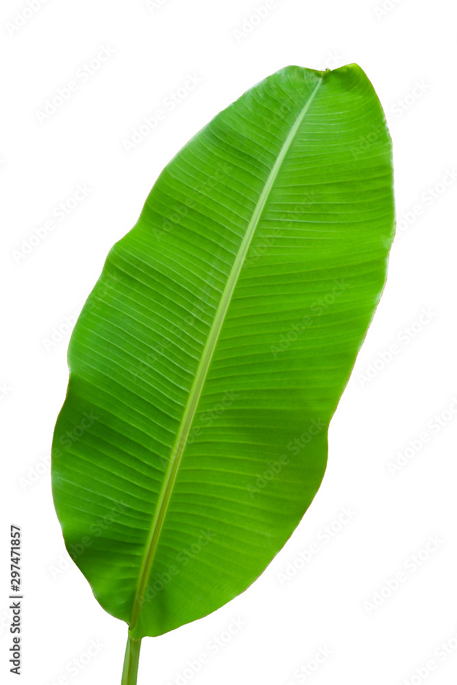 Green leaves isolated on white background.Banana leaves Green leaves isolated on white background.Banana leaves