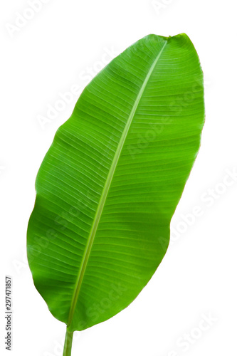  Green leaves isolated on white background.Banana leaves