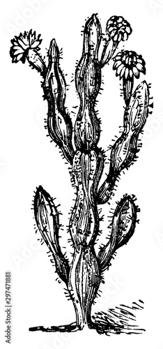 Prickly Pear Cactus vintage illustration.