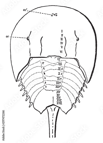 horseshoe crab anatomy diagram, black and white clip art preview