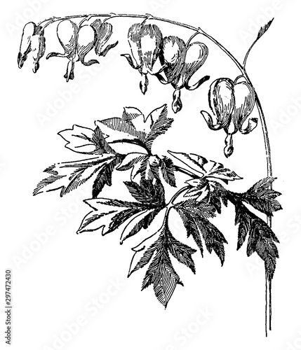 bleeding, heart, Dicentra, flowers, poppy, plant vintage illustration.