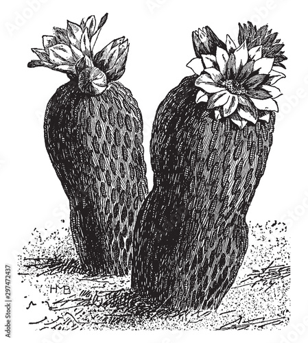 Pelecyphora Aselliformis vintage illustration. photo