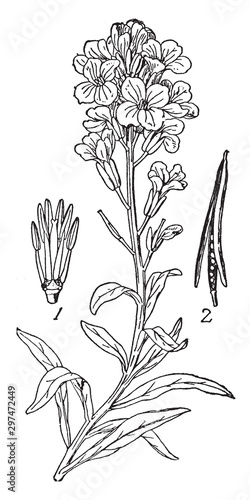 Wellflower vintage illustration.