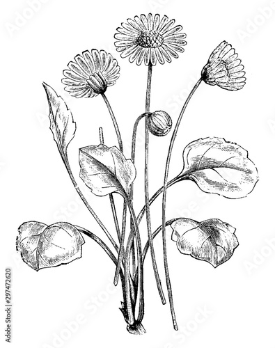 Bellis Rotundifolia Coerculescens vintage illustration.