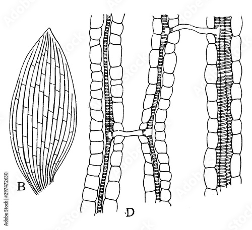 Monocotyledon Leaf vintage illustration.