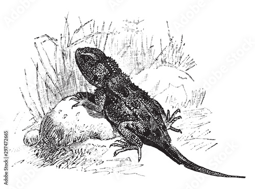 Agama, vintage illustration.