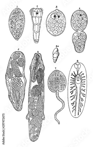 Liver Fluke Stages, vintage illustration.
