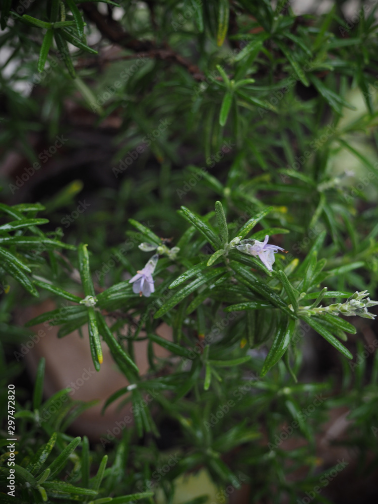 rosemary plant with blooms