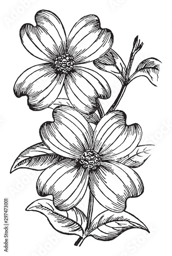 Colored Leaves of 'Cornus florida' vintage illustration.