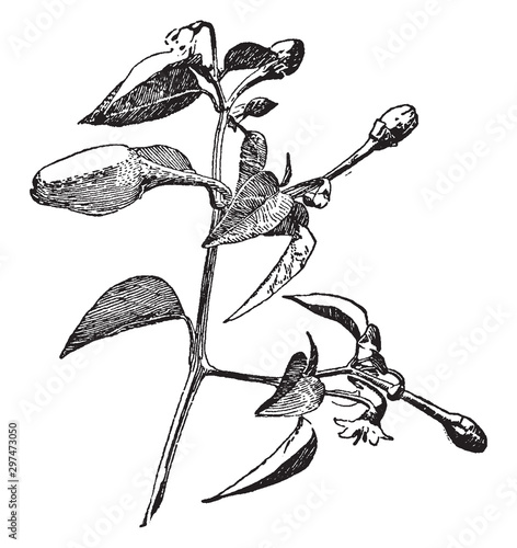 Form of Capsicum Annuum vintage illustration.