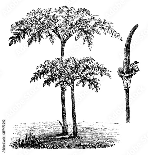 Foliage and Inflorescence of Amorphophallus Rivieri vintage illustration.