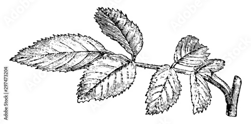 Rose Leaf vintage illustration.