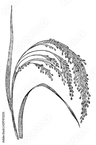 Japanese Broom-Corn Millet vintage illustration.