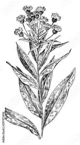 New York Ironweed vintage illustration.