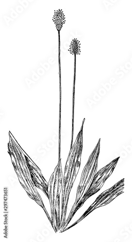 English Plantain vintage illustration.