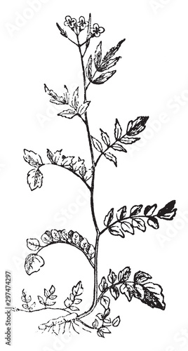 Bitter Cress vintage illustration.