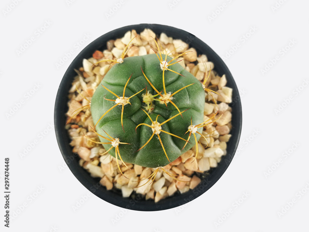 top view little cactus isolated in mini pot on white background