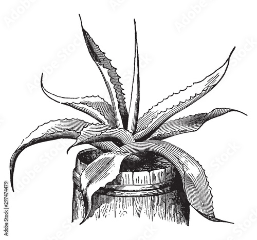 Century-plant vintage illustration.