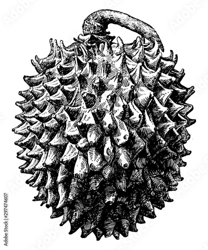 Annona Purpurea vintage illustration.