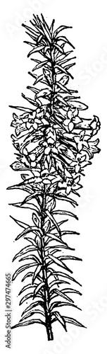 Common Heath vintage illustration.