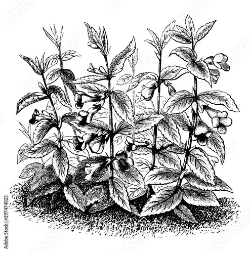 Bastard Balm vintage illustration.