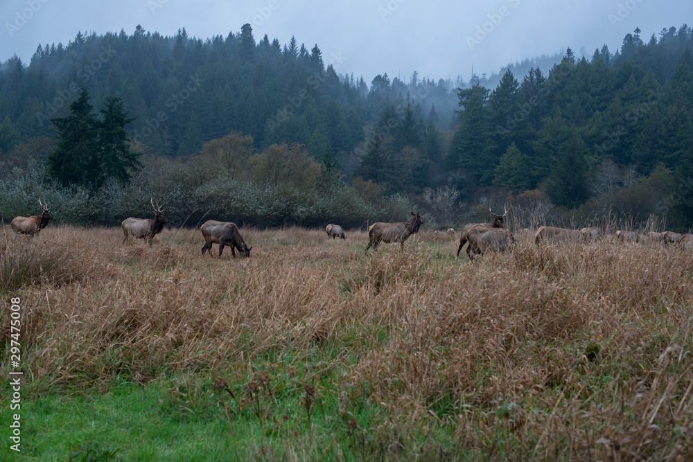 Naklejka premium Moose in the Forrest