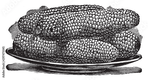 Country Gentleman Sweet Corn vintage illustration.