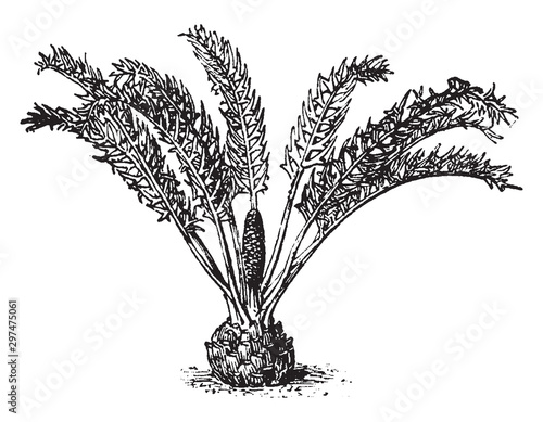 Fern vintage illustration.