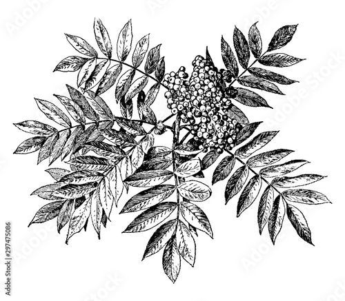 Sorbus Americana vintage illustration.