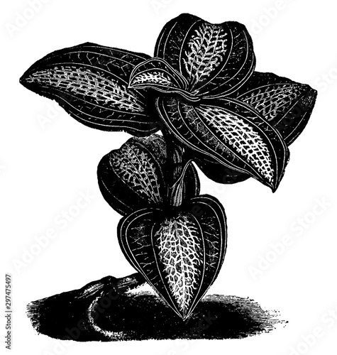 Ancectochilus Friderici-Augusti vintage illustration.