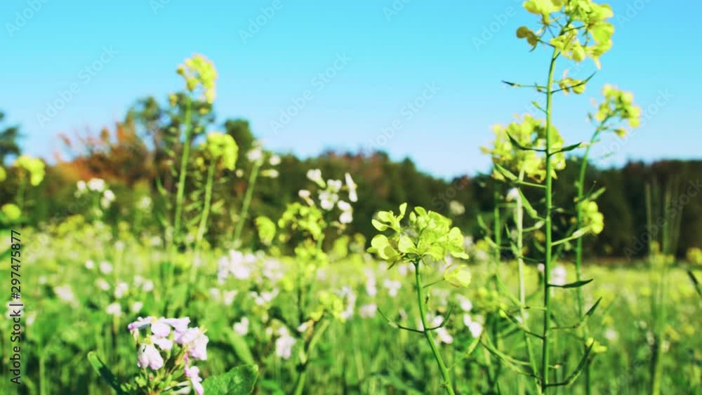 Field of flowers in Franconia with Fichtelgebirge in the background - movement through flowers - 1 Field of flowers in Franconia with Fichtelgebirge in the background - movement through flowers - 1