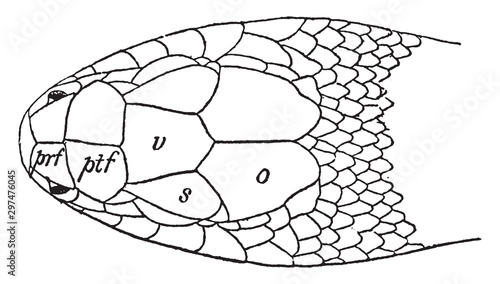 Coluber Head, vintage illustration.