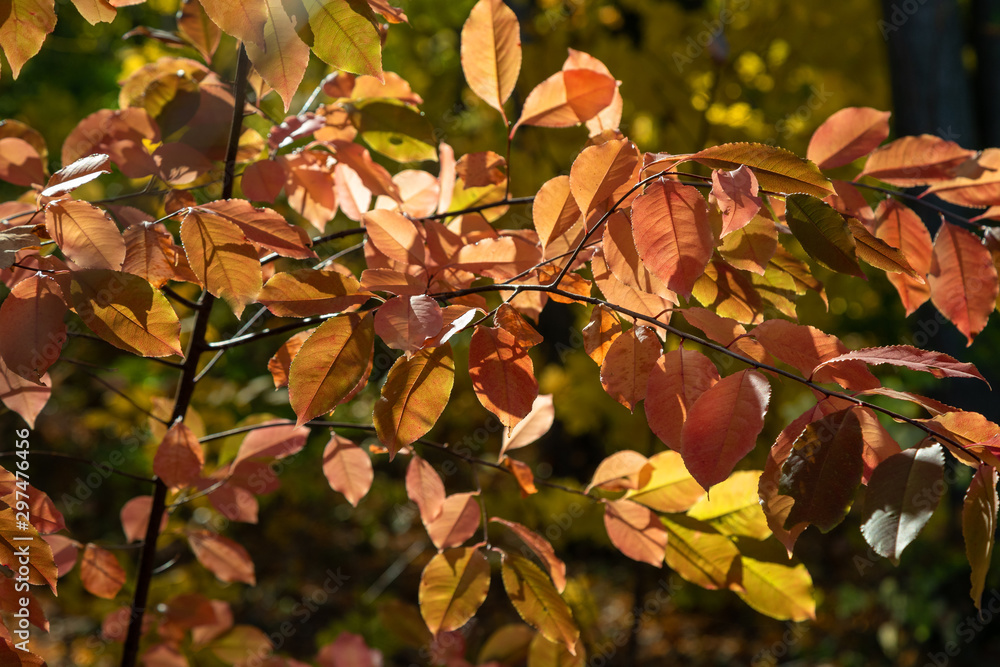 Fototapeta premium Autumn colors in deciduous forest.