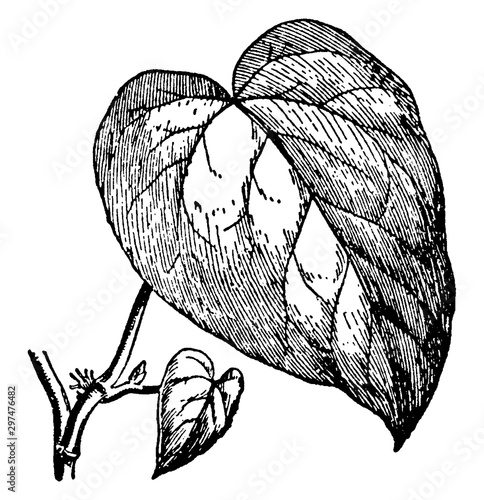 Hedera colchica vintage illustration. photo