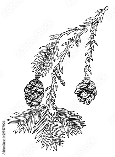 Sequoia Sempervirens vintage illustration.