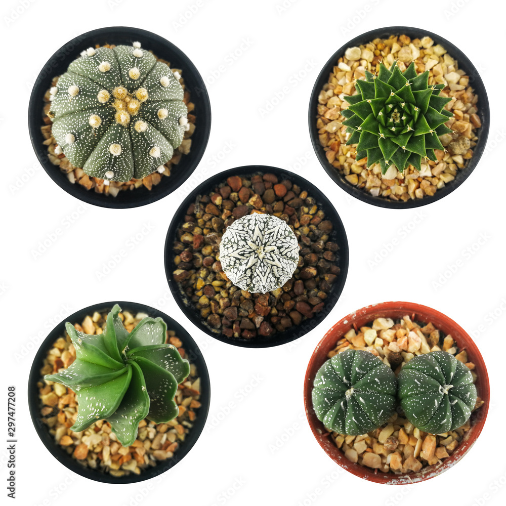 Set of mini cactus in little pot isolated on white background with clipping path. Astrophytum , Gymnocalyciam, Obregonia