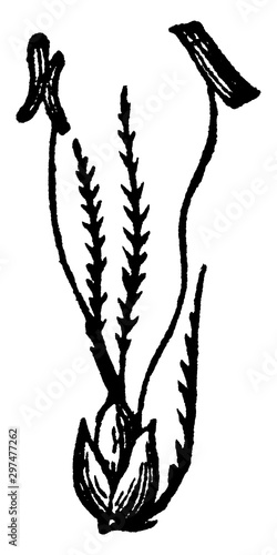 Sweet-scented Vernal Grass vintage illustration.