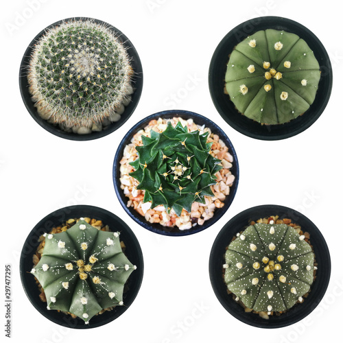 Set of mini cactus in little pot isolated white background. Astrophytum , Gymnocalyciam, Obregonia photo