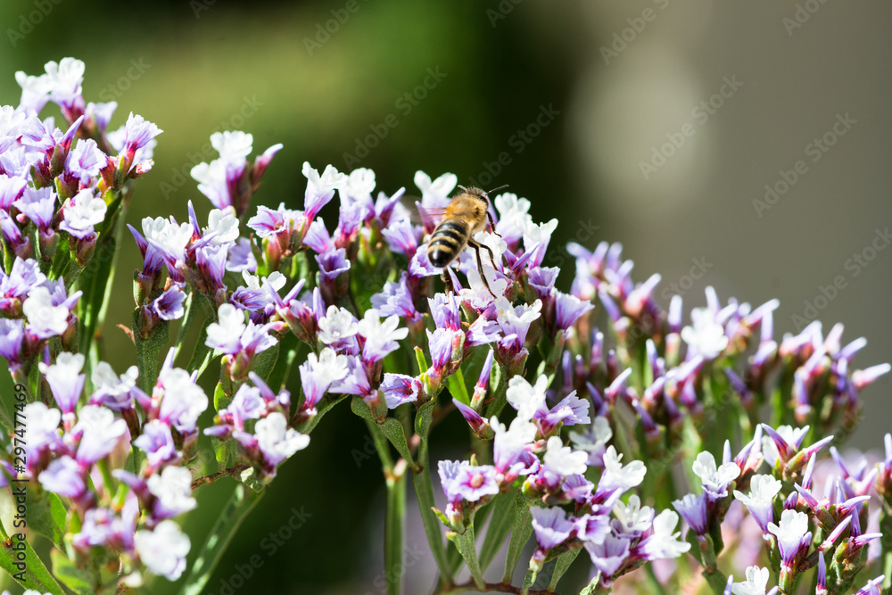 Obraz premium Bee on a Flower Macro