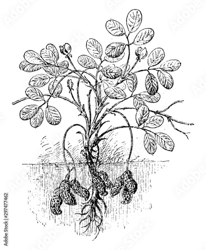 A Peanut Vine vintage illustration.